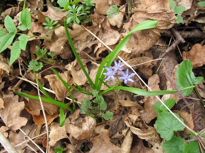 Scilla buekkensis